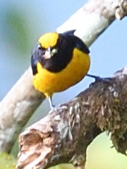 Orange-crowned Euphonia - ML638651913
