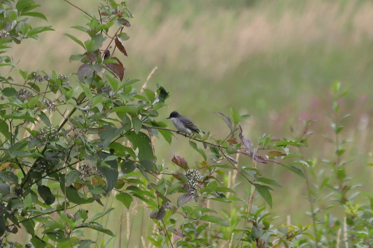 Eastern Kingbird - ML638651928