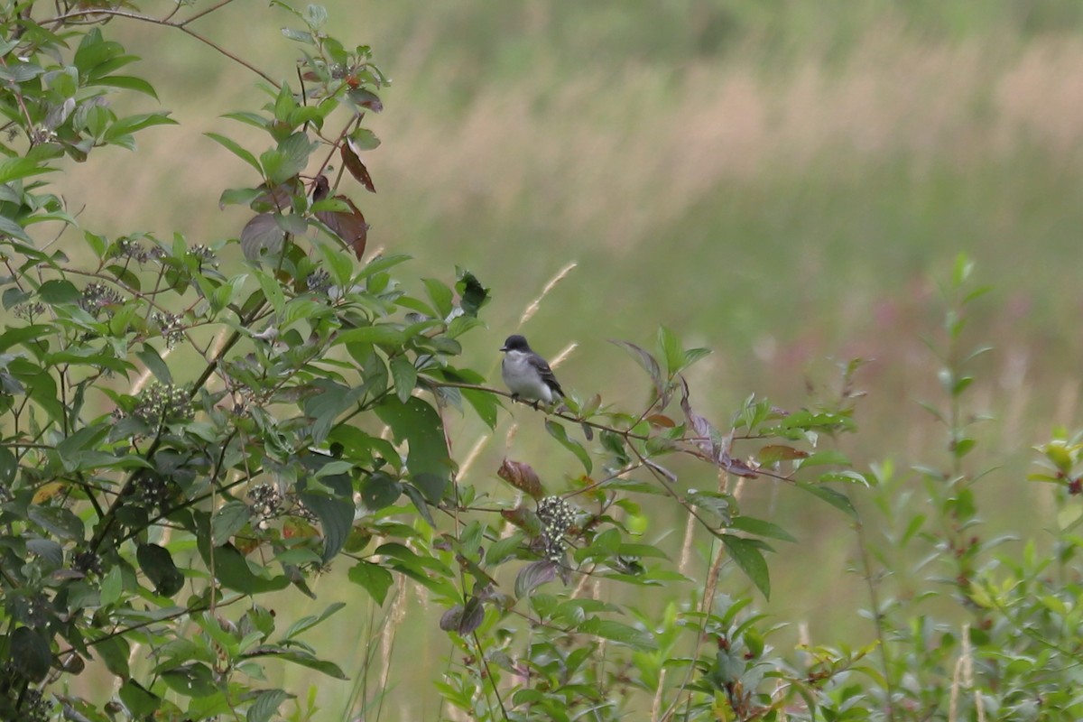 Eastern Kingbird - ML638651929