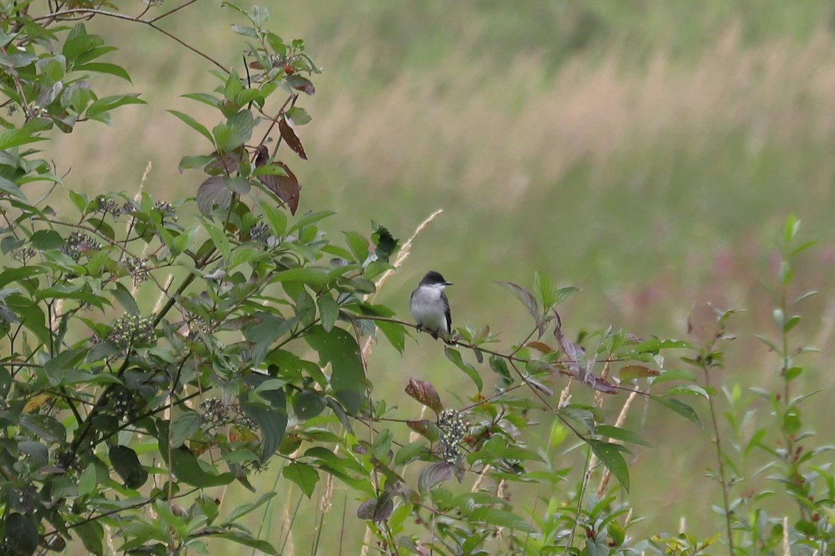 Eastern Kingbird - ML638651930