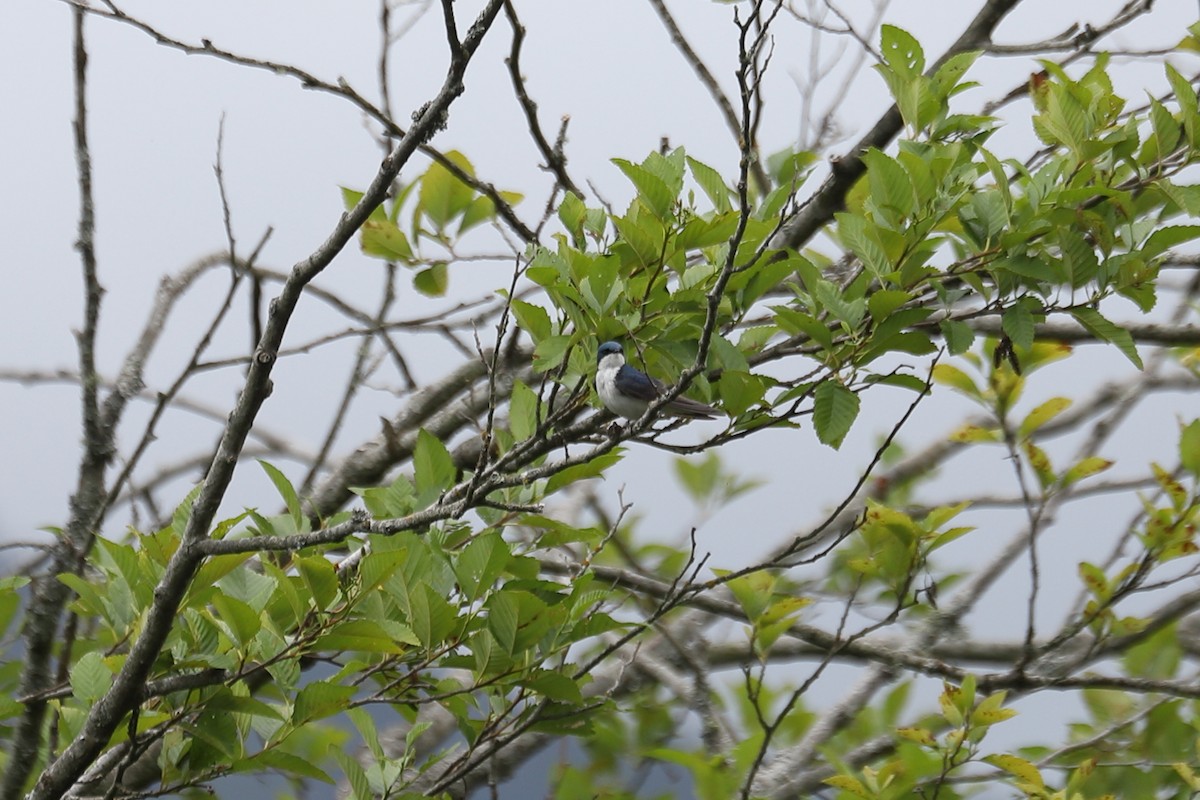 Tree Swallow - ML638651934