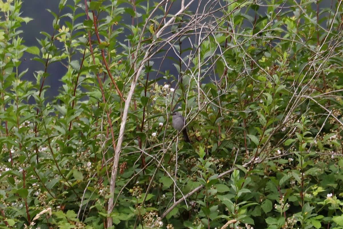 Gray Catbird - ML638651944
