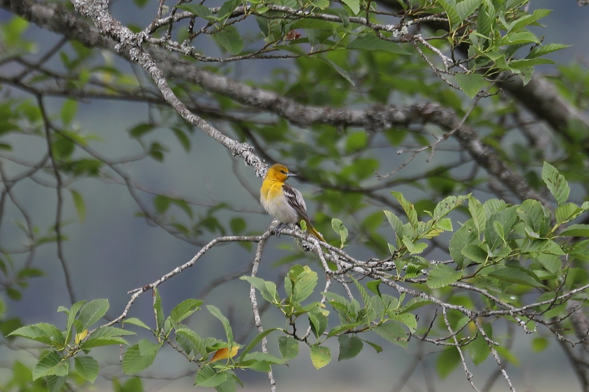 Bullock's Oriole - ML638651959