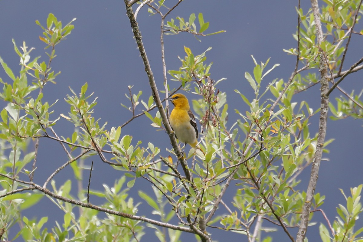 Bullock's Oriole - ML638651960