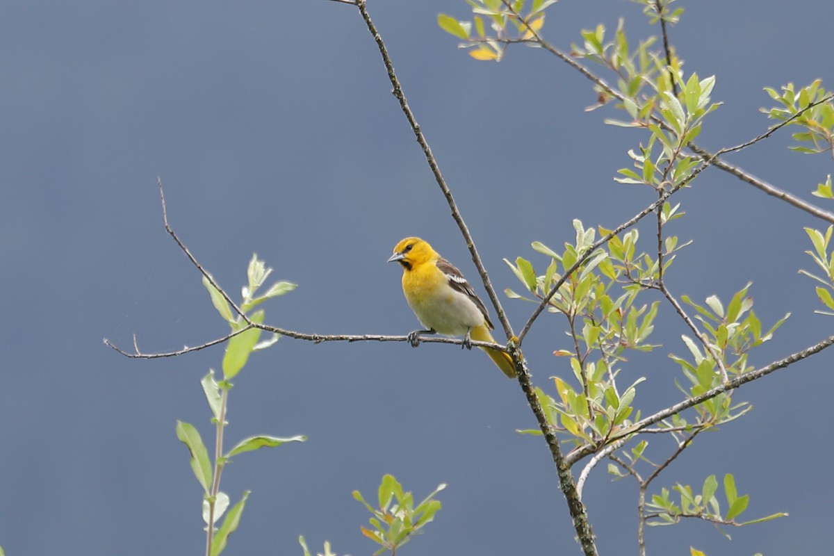 Bullock's Oriole - ML638651961