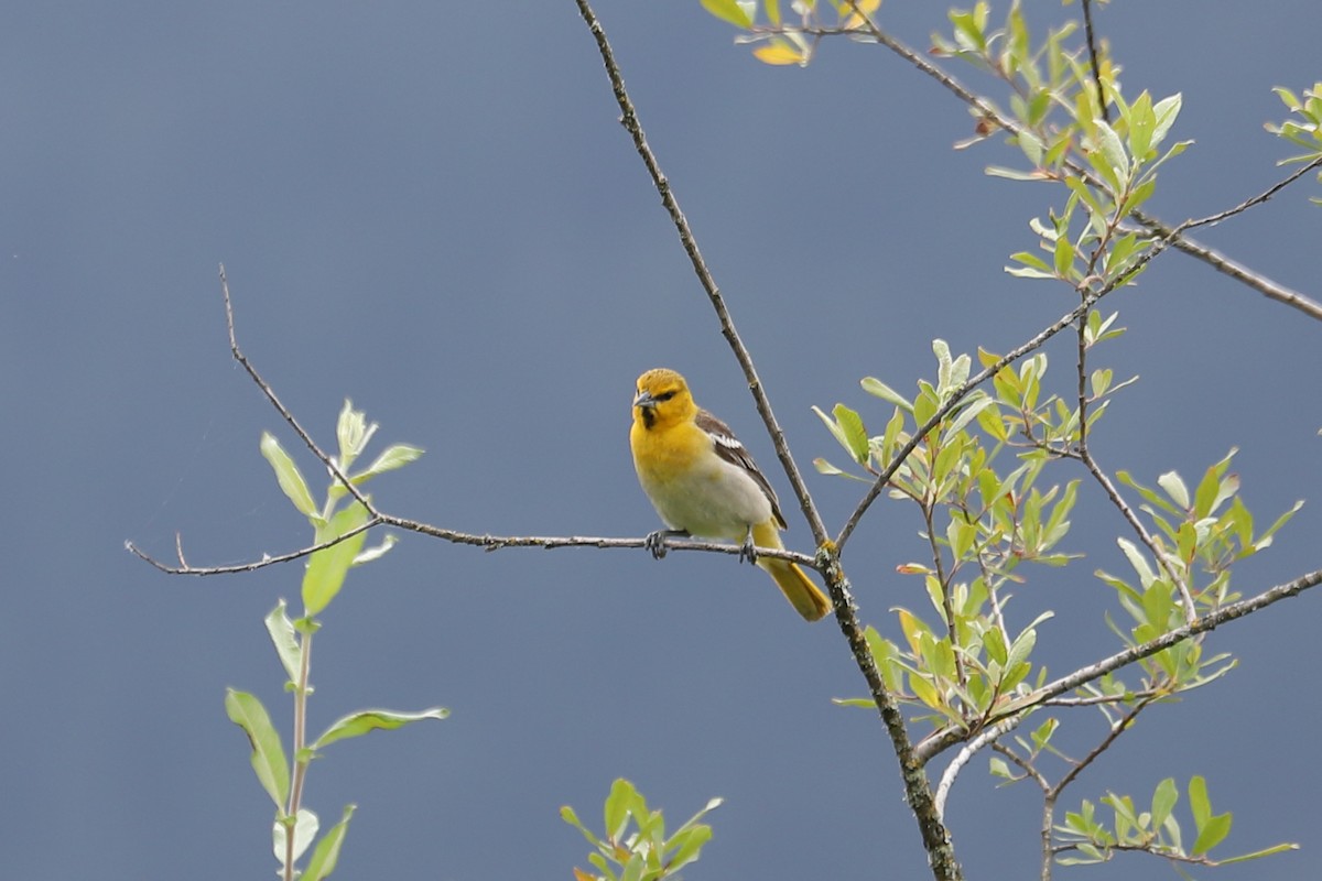 Bullock's Oriole - ML638651962