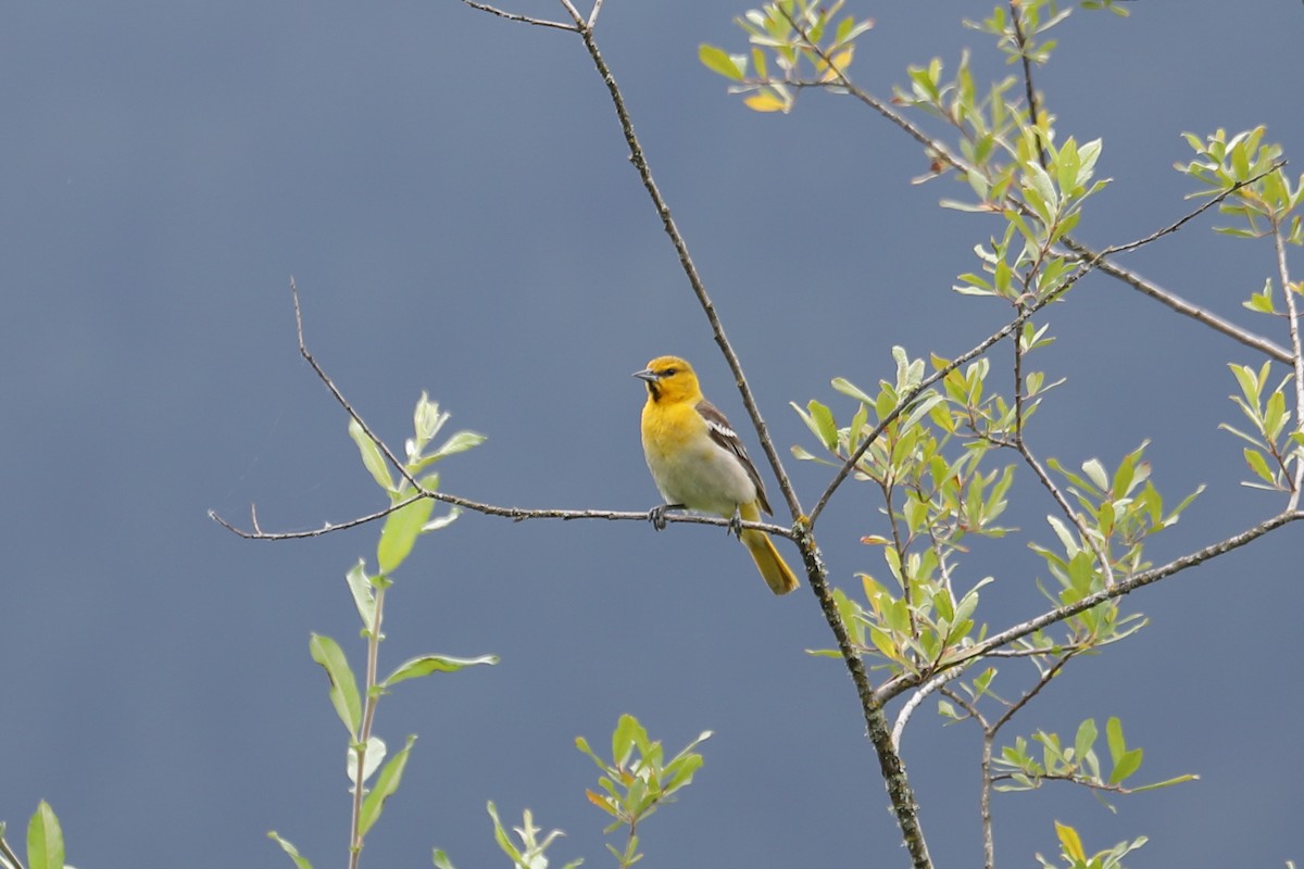 Bullock's Oriole - ML638651964
