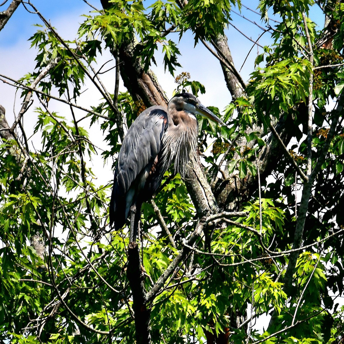 Garza Azulada - ML638651970