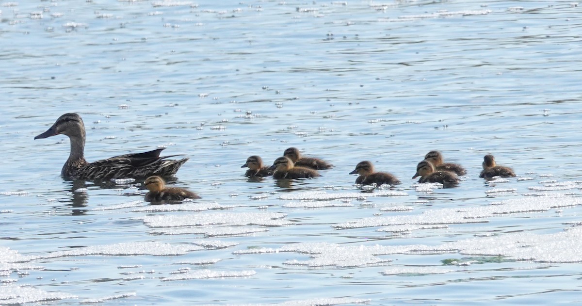 American Black Duck - ML638651975