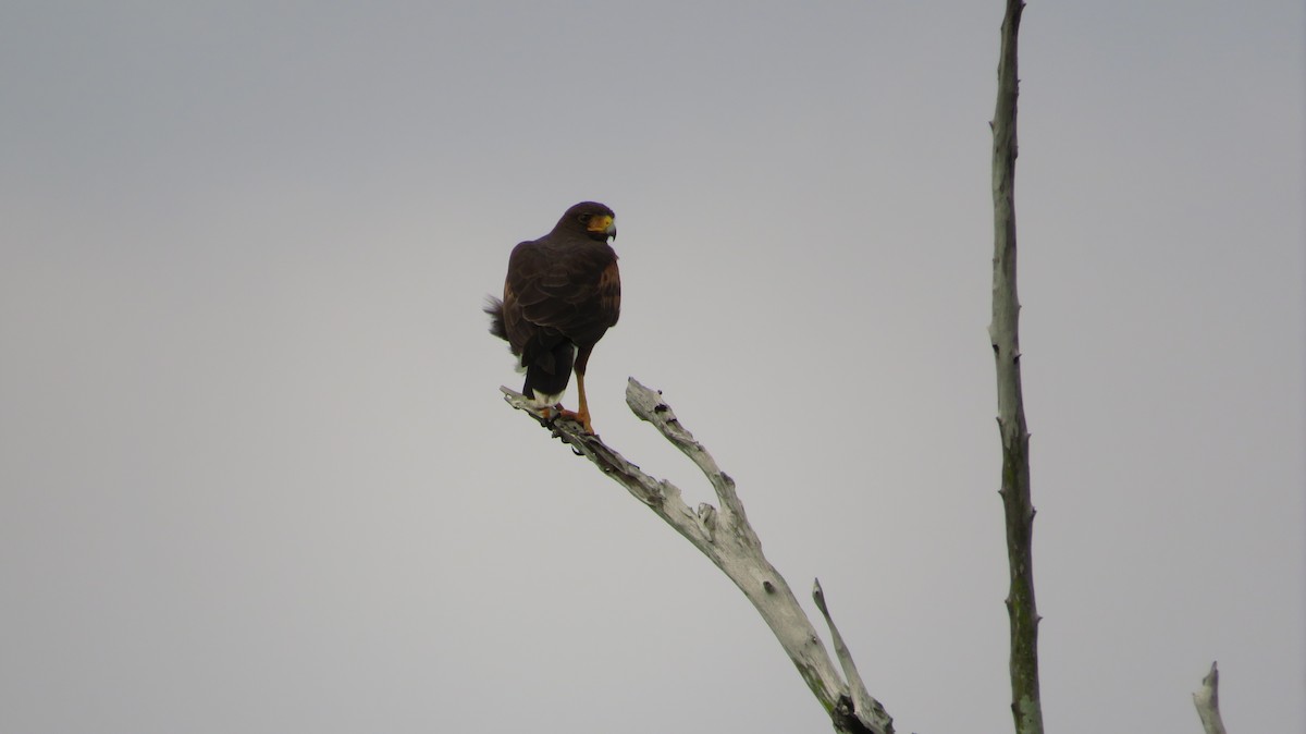 Harris's Hawk - ML638651979