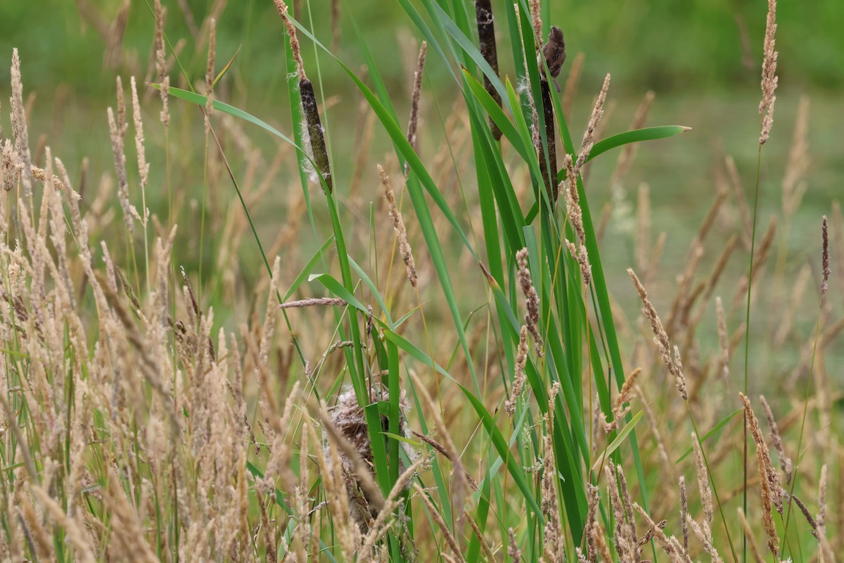 Marsh Wren - ML638651989
