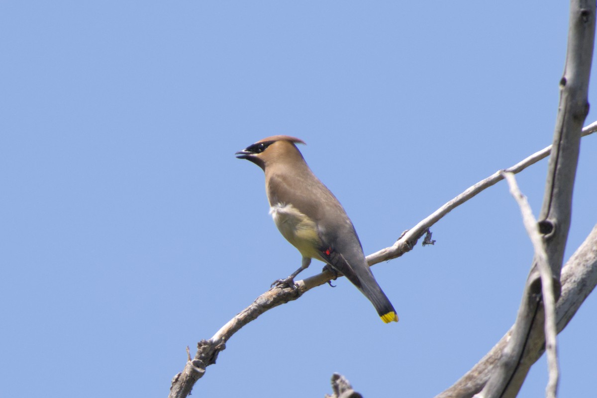 Cedar Waxwing - ML638652002