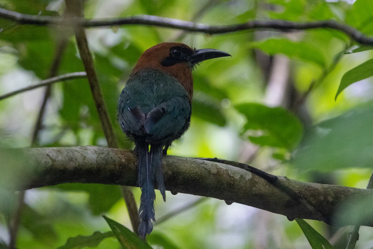 Broad-billed Motmot - ML638652006