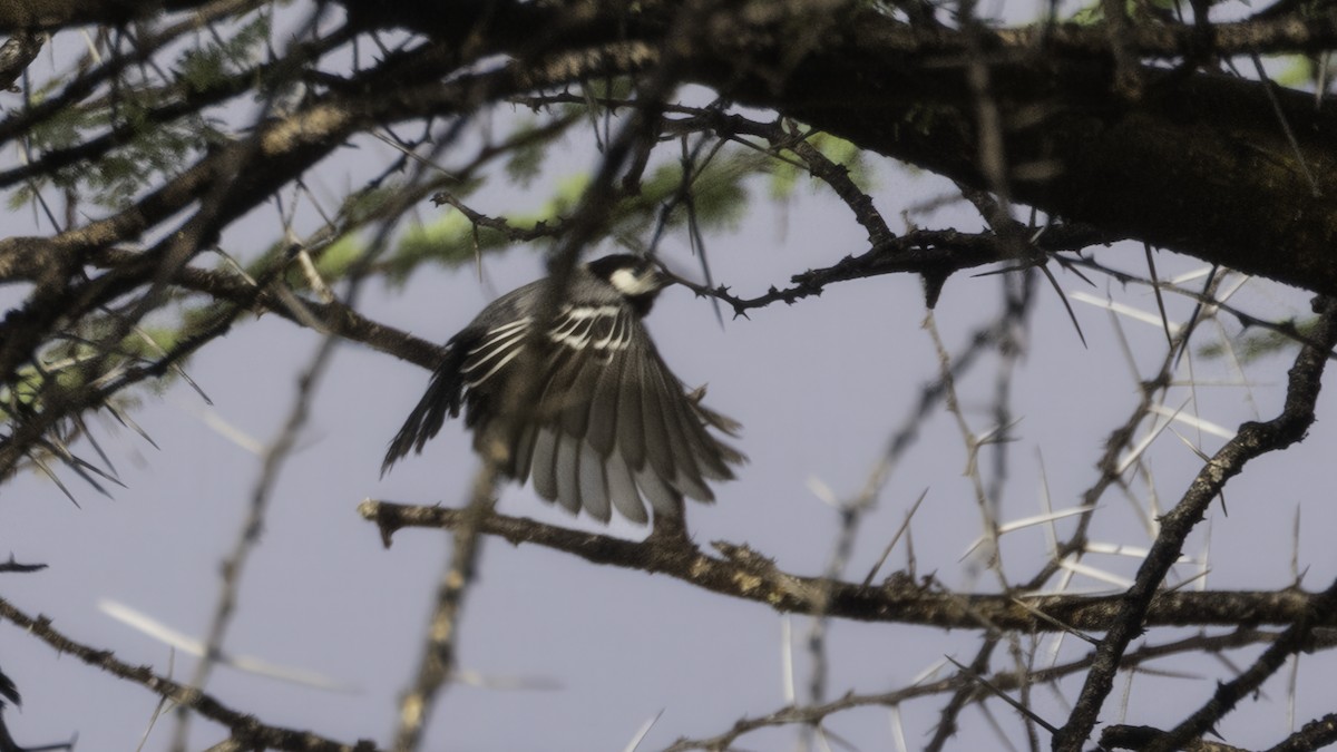 Somali Tit - ML638652008