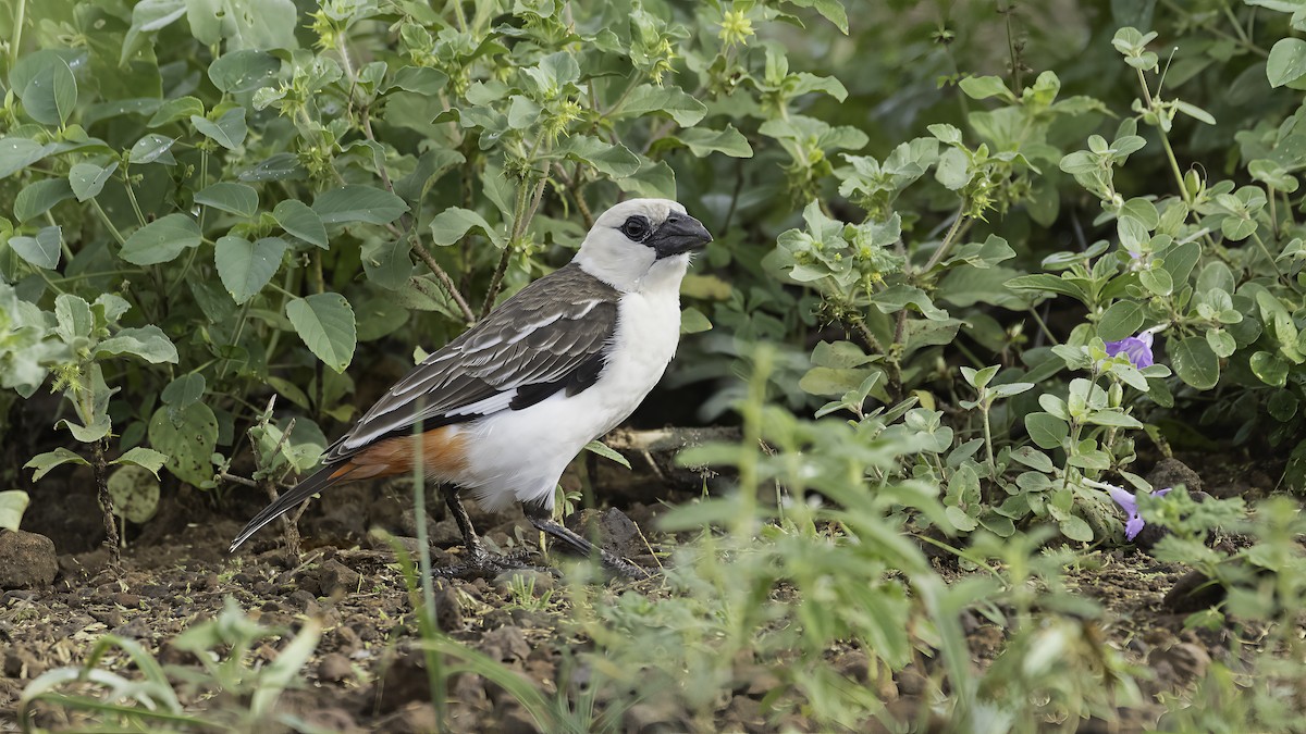White-headed Buffalo-Weaver - ML638652036
