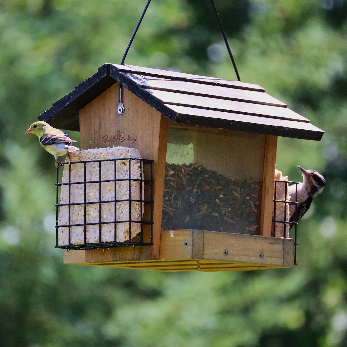 American Goldfinch - ML638652059