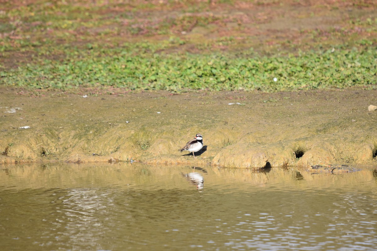 Black-fronted Dotterel - ML638652060