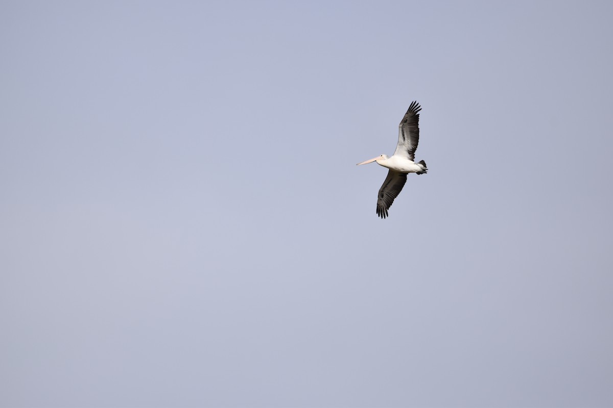 Australian Pelican - ML638652063