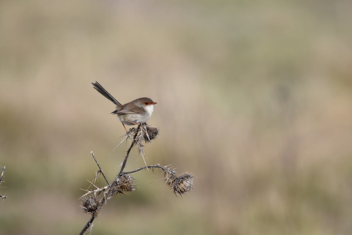 Superb Fairywren - ML638652068