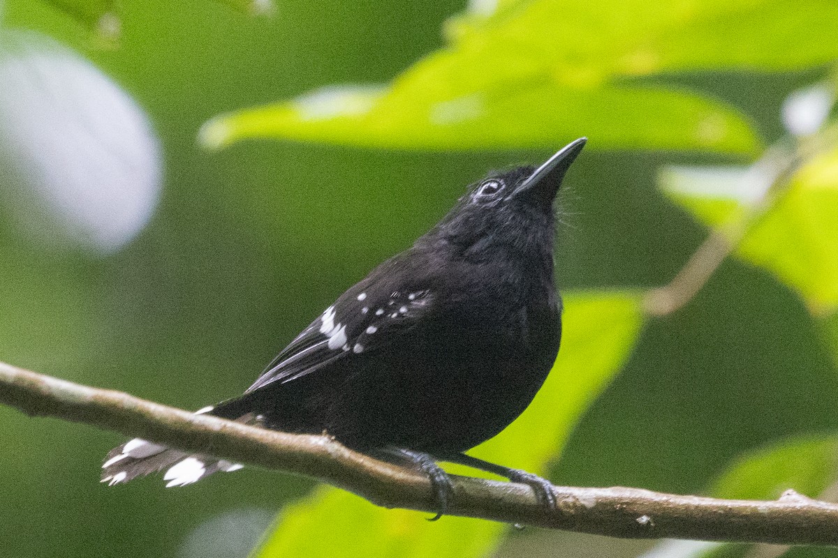 Dot-winged Antwren - ML638652070