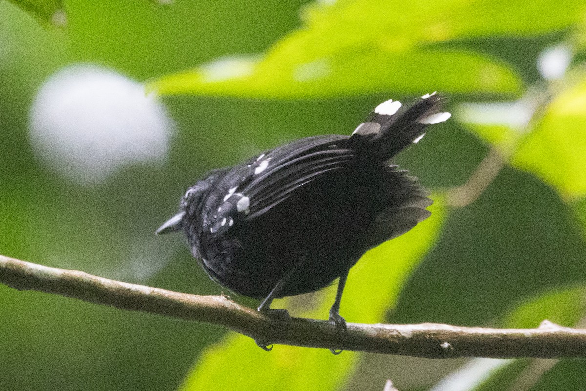 Dot-winged Antwren - ML638652072