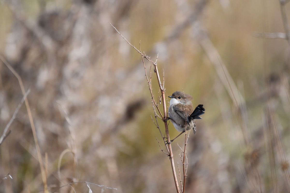 Superb Fairywren - ML638652074
