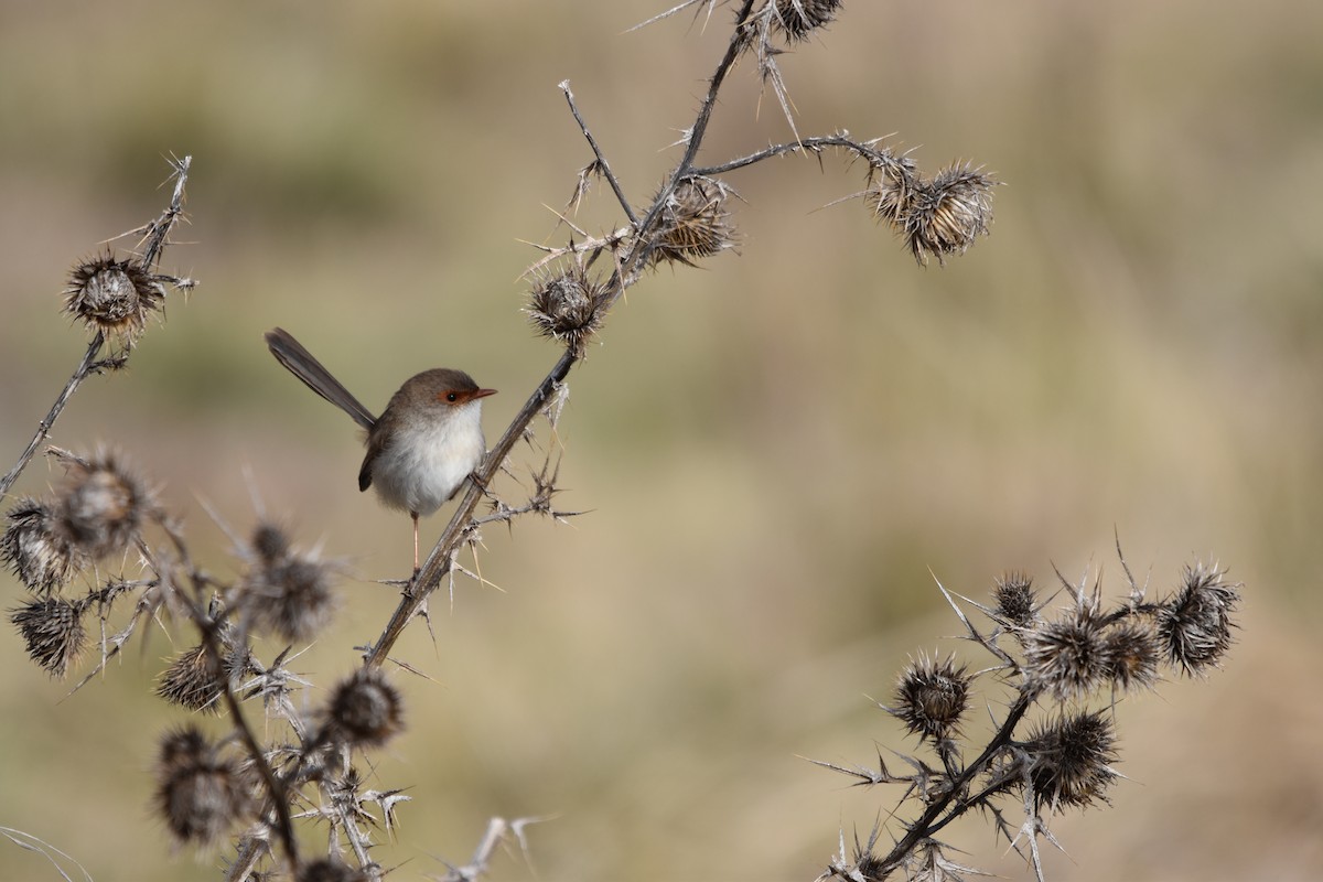 Superb Fairywren - ML638652076
