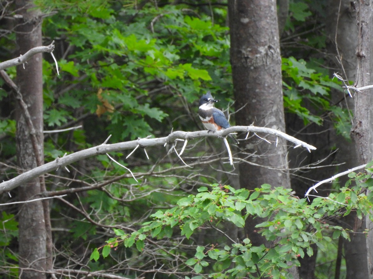 Belted Kingfisher - ML638652091