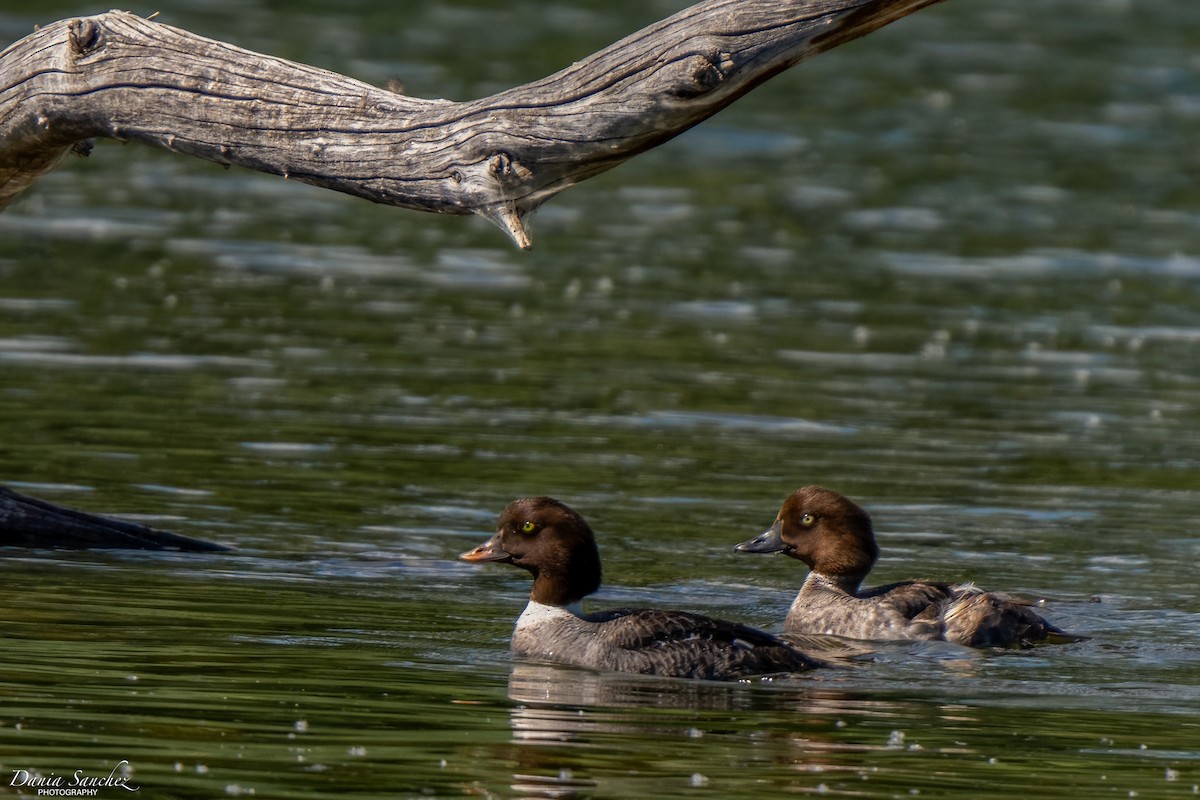 Barrow's Goldeneye - ML638652114