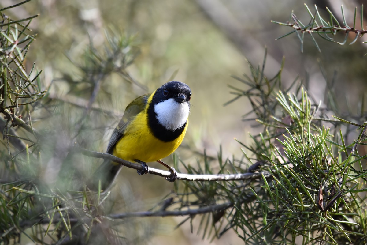 Golden Whistler - ML638652133