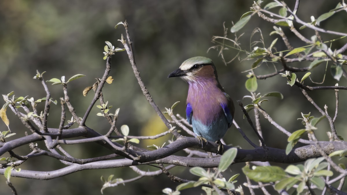 mandelík fialovoprsý (ssp. caudatus) - ML638652134