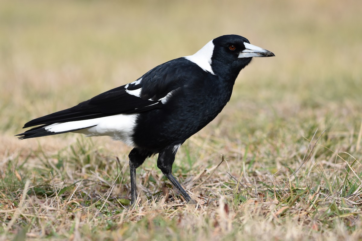 Australian Magpie - ML638652138