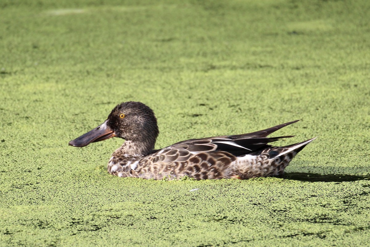 Northern Shoveler - ML638652149