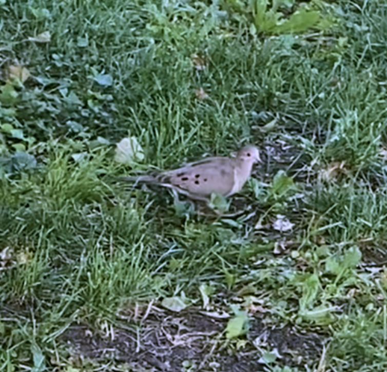 Mourning Dove - ML638652150