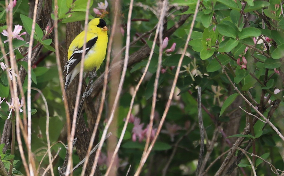 American Goldfinch - ML638652170