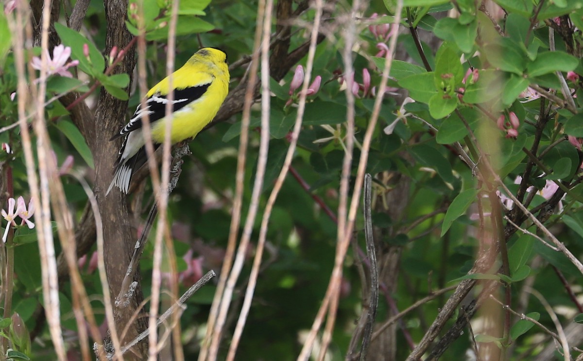 American Goldfinch - ML638652174