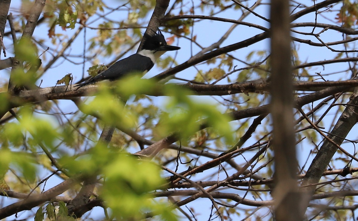Belted Kingfisher - ML638652251
