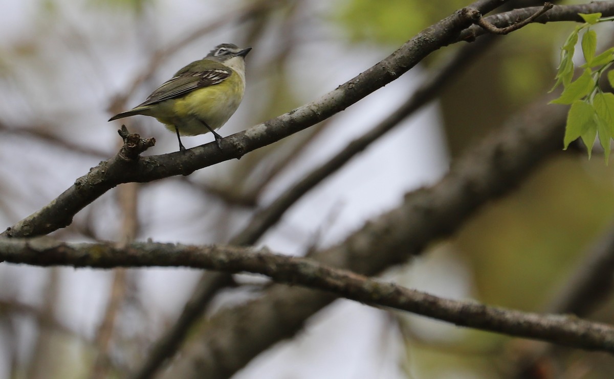 Blue-headed Vireo - ML638652257