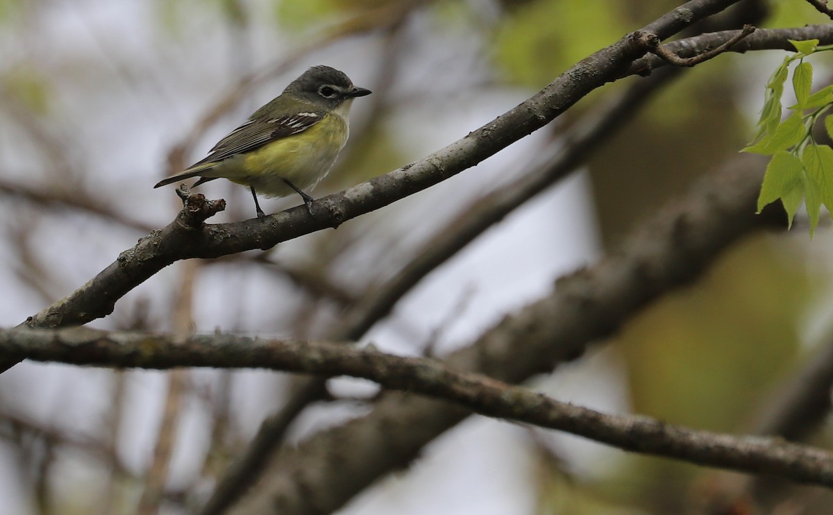 Blue-headed Vireo - ML638652267