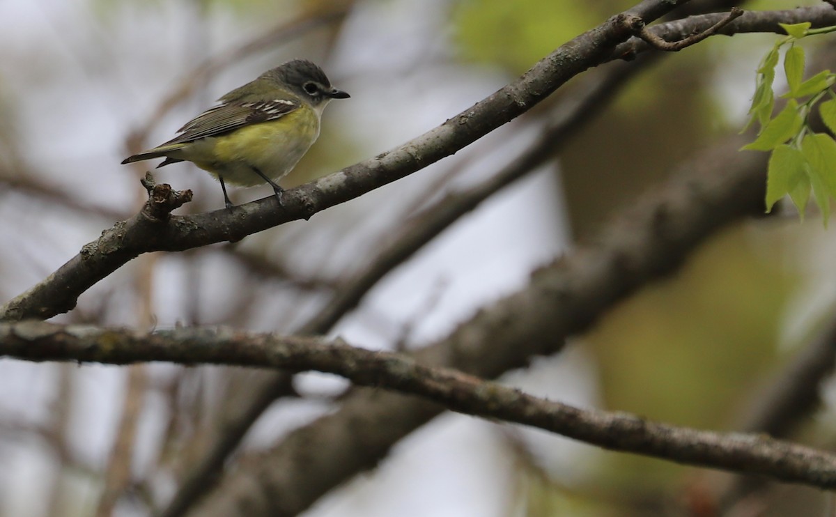 Blue-headed Vireo - ML638652274