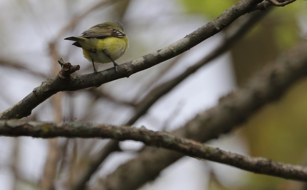 Blue-headed Vireo - ML638652279