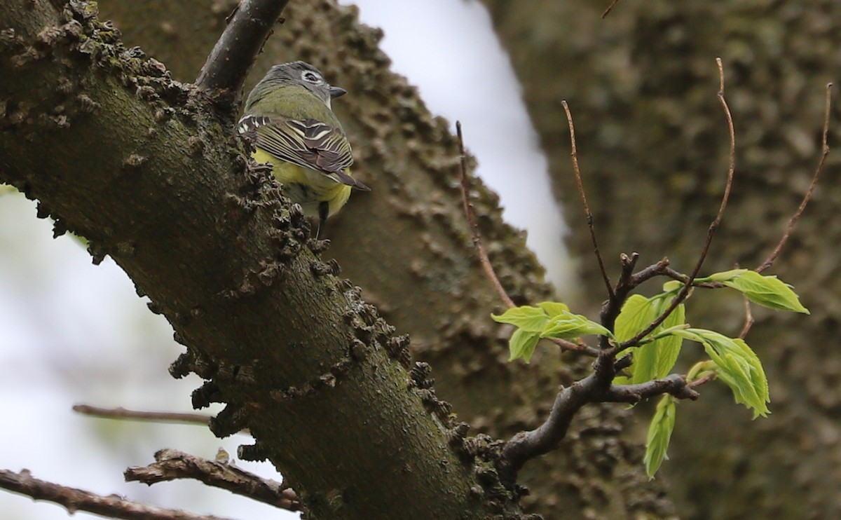 Blue-headed Vireo - ML638652287