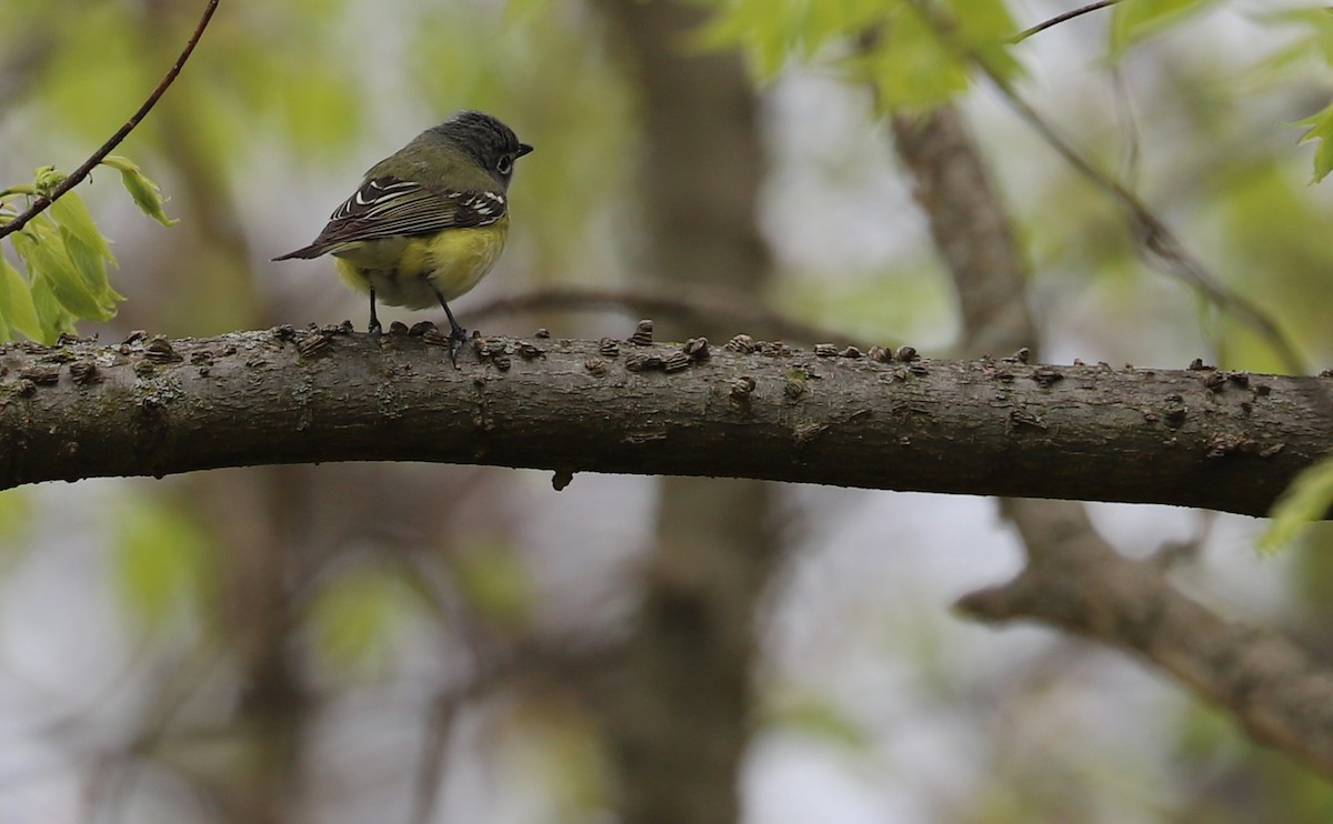 Blue-headed Vireo - ML638652299