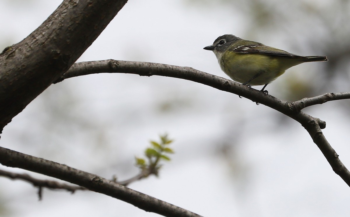 Blue-headed Vireo - ML638652305