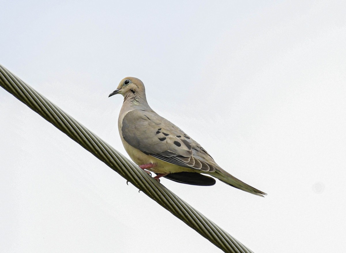 Mourning Dove - ML638652310