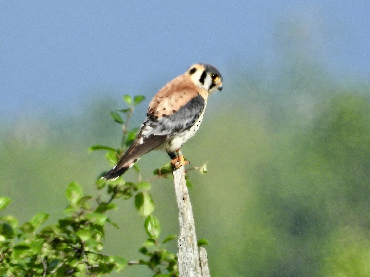 American Kestrel - ML638652332