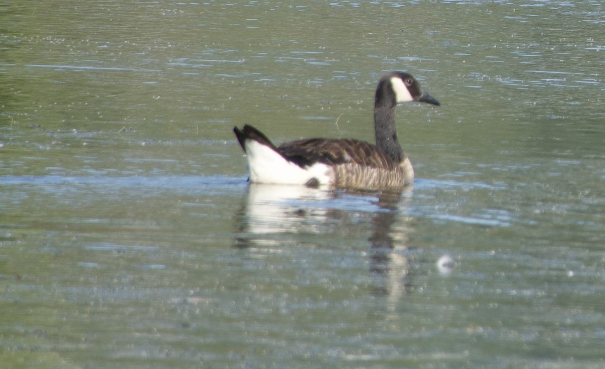 Canada Goose - ML638652403