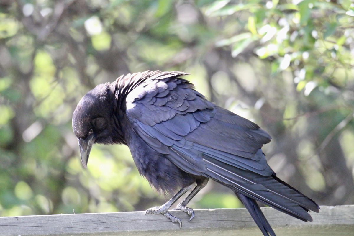 American Crow - ML638652415