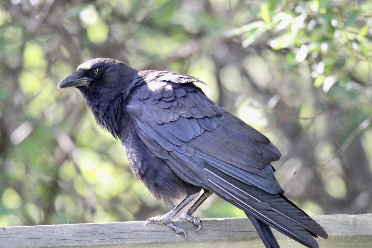 American Crow - ML638652427