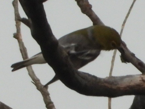 Sarı Gerdanlı Vireo - ML638652435